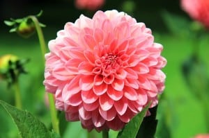 big-pink-button-flower-image