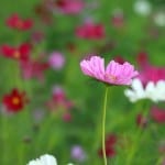 wildflower-field-image