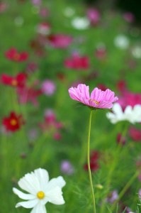 wildflower-field-image