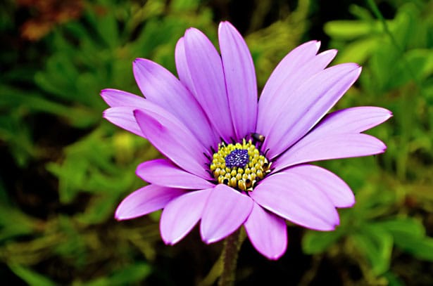 lovely-violet-daisy-flower-image