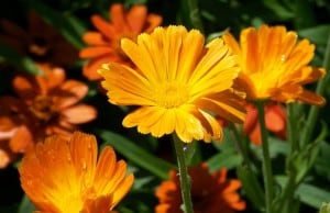 beautiful-orange-daisy-like-flowers-image