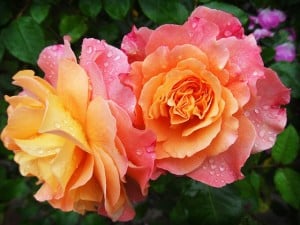 two-orange-pink-roses-image