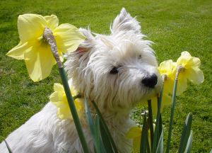 white-terrier-peeking-daffodils-image