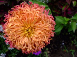 pink-orange-puff-flower-image