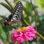 pink-flower-butterfly-black-white-image