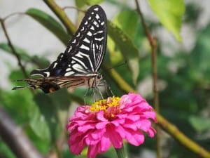 pink-flower-butterfly-black-white-image