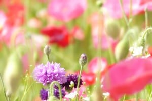 pink-purple-red-flower-field-image