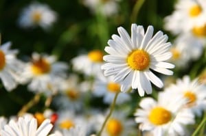 bright-field-daisies-image