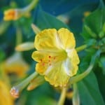 yellow-trumpet-flower-image