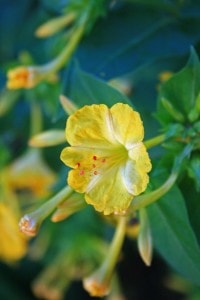 yellow-trumpet-flower-image