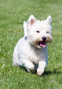 white-westie-dog-running-grass-image