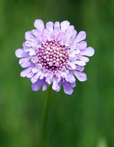 purple-field-flower-image