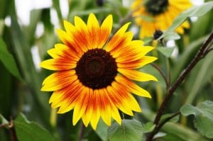 brown-eyed-susan-flower-image