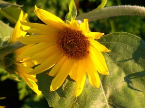 sunflower-leaning-away-from-sun-image