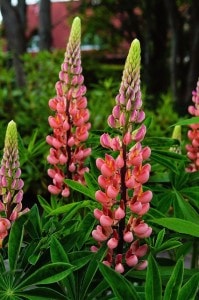 red-lupine-like-flower-image