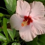hibiscus