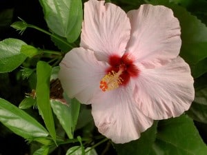 hibiscus-pink-image