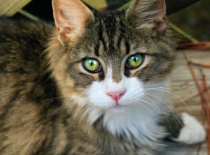 green-eye-bright-eye-cat-image