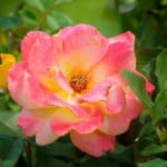 pink-yellow-open-rose-image