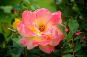 pink-yellow-open-rose-image