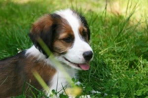 puppy-brown-black-white-grass-image