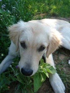 tan-puppy-in-grass-image