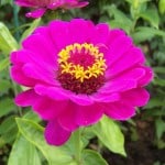 hot-pink-purple-flower-image