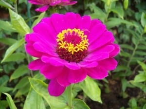 hot-pink-purple-flower-image