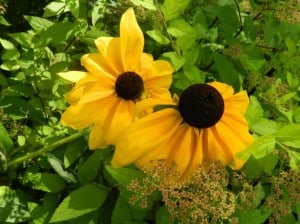 brown-eyed-susan-two-image