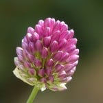 up-close-in-clover-image