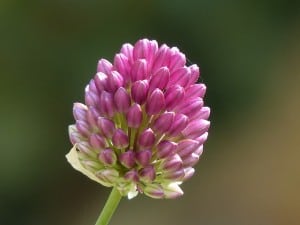 up-close-in-clover-image