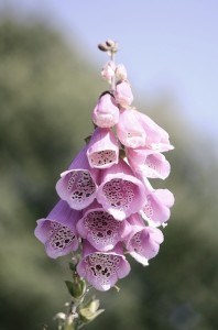 lavender-cow-bell-flowers-image