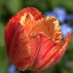 red-and-yellow-tulip-image
