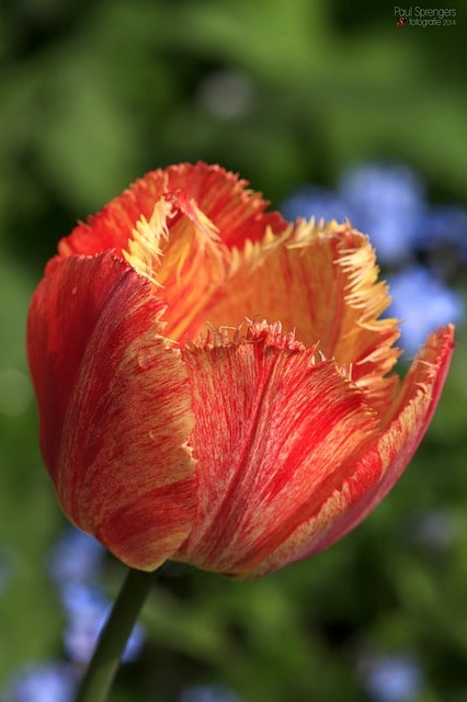 red-and-yellow-tulip-image
