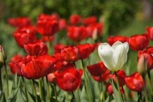 red-tulips-single-white-image