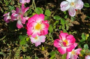 wildflower-pink-roses-image