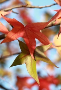 orange-green-yellow-fall-leaves-image