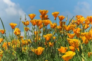 field-of-yellow-image