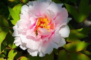 bee-on-flower-image