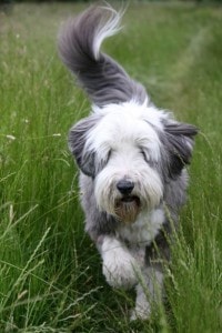 gray-white-sheep-dog-grass-image