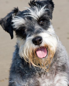 schnauzer-tongue-lolling-image