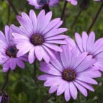 flowers-purple-daisies-green-image