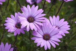 flowers-purple-daisies-green-image