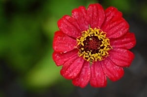 fuchsia-colored-zinnia-image