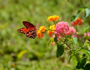 orange-butterfly-perched-yellow-flower-image