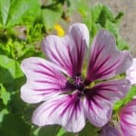 purple-veined-flowers-image