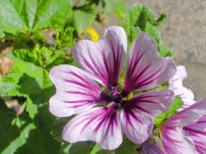 purple-veined-flowers-image