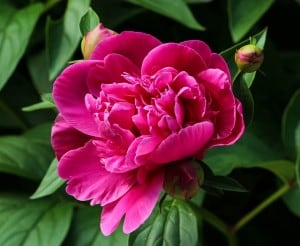 peony-hot-pink-image