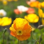 orange-yellow-white-poppy-field-image