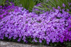 purple-flower-hedge-image
